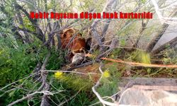 Erzincan Karasu nehri kıyısına düşen inek, 1 saatlik operasyonla kurtarıldı