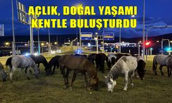 Ardahan'da Yılkı Atlarının tehlikeli yolculuğu kameralara yansıdı