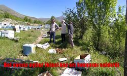 Muradiye’de arıcıların zor günleri: Ayı saldırıları yeniden başladı