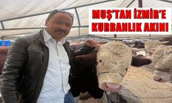 Muş’un kekikli dağlarında büyüyen kurbanlıklar İzmir’de yoğun ilgi gördü
