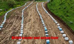 Bitlis yaylalarında arılar nektar mesaisine başladı
