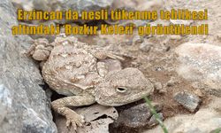 Doğanın sessiz çığlığı: Erzincan’da ender görülen bozkır keleri ortaya çıktı