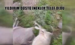 Otluca Köyü’nde Büyükbaş Hayvanların Üzerine Yıldırım Düştü