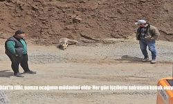 Ahlat’ta Bir Tilki, Maden Ocağının Vazgeçilmez Misafiri Oldu: Her Gün İşçilerin Sofrasına Konuk Oluyor