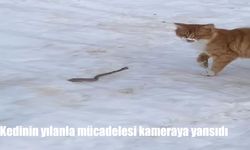 Elazığ’da Kedinin Yılanla Mücadelesi Kamerada! Şahinkaya'da 2 Metrelik Yılan Paniği