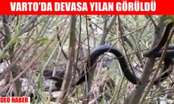 Muş'ta görülen 2 metre uzunluğundaki yılan köylüleri tedirgin etti