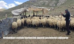 Van’da Yayla Hayvancılığıyla Geçinen Taşdemir Ailesi Zorluklara Direniyor