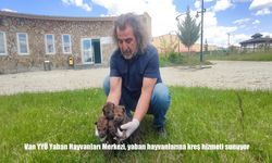 Van YYÜ Yaban Hayvanları Merkezi, Yaban Hayvanlarına Kreş Hizmeti Sunuyor