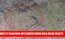 Muş'ta yılanların çiftleşme anları görüntülendi