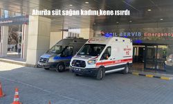 Elazığ’ın Karakoçan İlçesinde Kene Isırığı Paniği