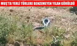 Muş'ta endişe yaratan görüntü: Üçsırt Köyü'nde dev yılan kameraya yansıdı