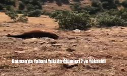 Batman’da Vahşet: Vurularak Öldürülen Yılkı Atlarının Sayısı 7’ye Yükseldi