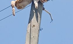 Kars'ta elektrik direğinde mahsur kalan kedi kurtarıldı