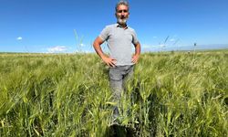 Kars'ta tarım arazilerinde yerli ve milli arpa bereketi