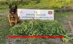 Bingöl'ün Genç İlçesinde Uyuşturucu Operasyonları Hız Kesmiyor