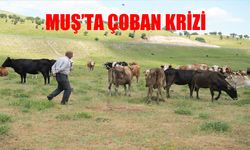 Muş’ta çoban krizi büyüyor: 1 milyon TL ücret talebi köylüleri imece usulüne zorladı