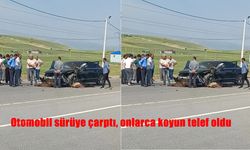 Muş Bingöl Seyir Halindeki Otomobil Koyun Sürüsüne Çarptı