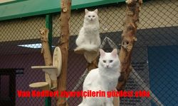 Van Kedisi Efsanesi Turizmi Canlandırıyor