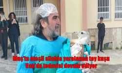 Muş’ta yaralı bulunan Toy Kuşunun tedavisi Van’da devam ediyor