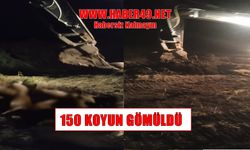 Muş’ta telef olan 150 koyun iş makineleriyle gömüldü