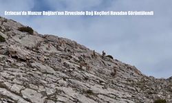 Erzincan’da Munzur Dağları’nın Zirvesinde Dağ Keçileri Havadan Görüntülendi