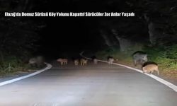 Elazığ’da Domuz Sürüsü Köy Yolunu Kapattı! Sürücüler Zor Anlar Yaşadı