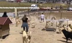 Van Kurubaş Doğal Hayvan Barınağında Saldırı ve Kaos
