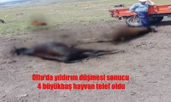 Erzurum Oltu’da yıldırım çarpması sonucu  4 büyükbaş hayvan telef oldu!