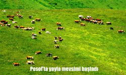 Ardahan Posof’ta Yayla Mevsimi Başladı