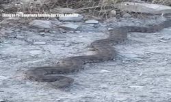 Elazığ’da Yol Kenarında Görülen Dev Yılan Korkuttu