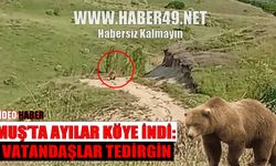 Muş’ta yürüyüşe çıkan vatandaşlar boz ayılarla karşılaştılar