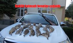 Keklikler tükendi, keneler doğada kontrolsüz yayıldı: Uzmanlar uyardı!