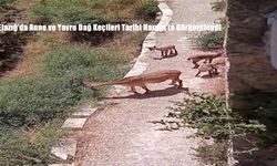 Elazığ’da Anne ve Yavru Dağ Keçileri Tarihi Harput’ta Görüntülendi