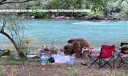 Tunceli Munzur Vadisi’nde Anne Ayı ve Yavruları Piknik Sofrasında Görüntülendi