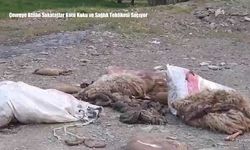 Çevreye Atılan Sakatatlar Kötü Koku ve Sağlık Tehlikesi Saçıyor