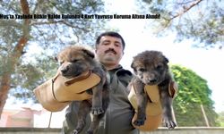 Muş'ta yaylada bitkin halde bulunan 4 kurt yavrusu koruma altına alındı!