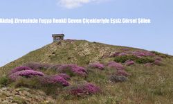 Akdağ Zirvesinde Fuşya Renkli Geven Çiçekleriyle Eşsiz Görsel Şölen