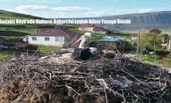Budaklı Köyü’nde Baharın Habercisi Leylek Ailesi Yuvaya Döndü