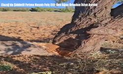Elazığ’da Şiddetli Fırtına Hayatı Felç Etti: Dev Ağaç Ortadan İkiye Ayrıldı