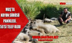 Muş'ta panikleyen koyunlar birbirini ezdi: 150 hayvan telef oldu