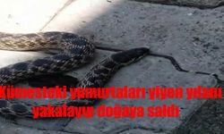 Kümeste yumurtaları yiyen yılan paniği