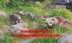 Nemrut Kalderası’nda Maskot Ayılar Yeniden Görüntülendi