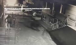 Sarıkamış'ta Boz Ayı ve Vatandaşlar Arasında Komik Kaçış Anları Kamerada