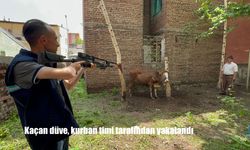 Kaçan Düve Sahibini Zor Durumda Bıraktı