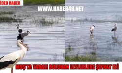 Bulanık’ta kanadı kırık leylek tedaviye alındı