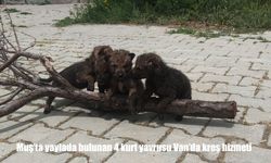 Muş’ta yaylada bulunan 4 kurt yavrusu Van’da koruma altına alındı