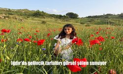 Gelinciklerin Kırmızıya Boyadığı Iğdır Ovası, Ziyaretçilerini Büyülüyor