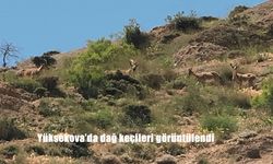 Hakkari'nin Yüksekova İlçesinde Doğal Yaşam Göz Kamaştırıyor