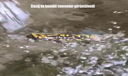 Elazığ’da nesli tükenme tehlikesindeki benekli semender görüntülendi