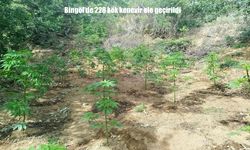 Bingöl’de 228 Kök kenevir bitkisi ele geçirildi
